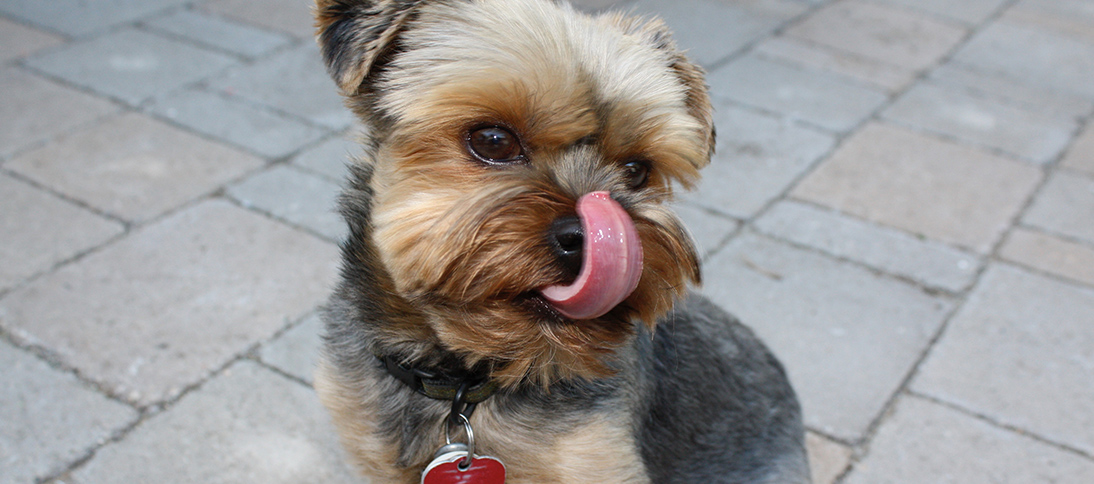 Leading by Example: Lessons from an Office Dog