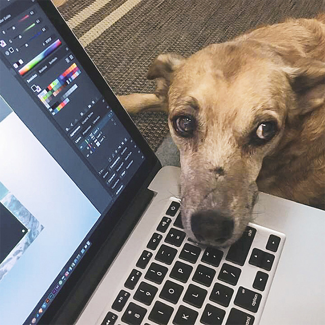 Puppy leaning their head on top of a laptop